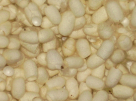 Zijdecocons wit, vanaf 15 gram