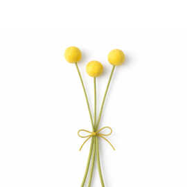 Craspedia geel (3 stuks)
