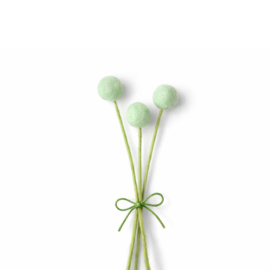 Craspedia blauw (3 stuks)