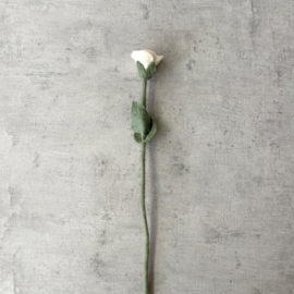 Rose white