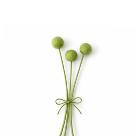 Craspedia groen (3 stuks)