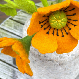 Klaproos/poppy oranje