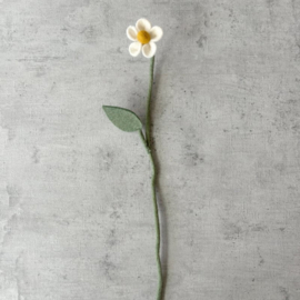 Daisy white
