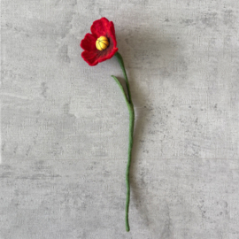 Klaproos/poppy flower