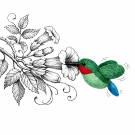 Hummingbird (kolibrie)