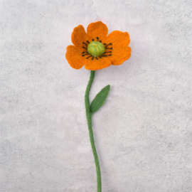 Klaproos/poppy oranje