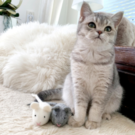CatToy large grey