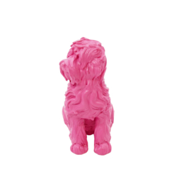 Labradoodle S
