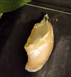 Kalfshoef met schapenvet vulling