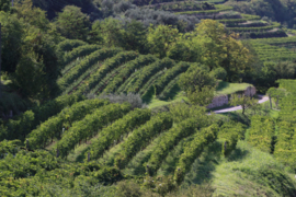 Torre del Falasco Amarone della Valpolicella 2018