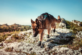 Nonstop dogwear Protector Booties