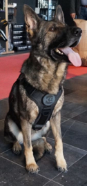 K9 evo Pro Harness COP serie maat L HELAAS MOMENTEEL NIET OP VOORRAAD