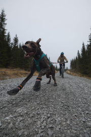 Nonstop dogwear Protector Booties