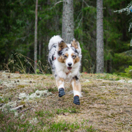 Nonstop dogwear Protector Booties