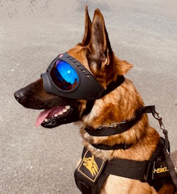 K9 Tactical Goggles Speciaal voor diensthonden Dog Sport Holland