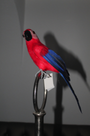 DECO PARROT BRAZIL H30 RED