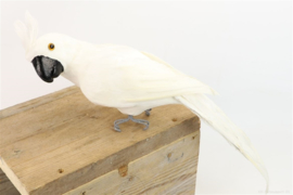 DECO PARROT BRAZIL H50 WHITE