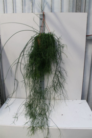 RHIPSALIS CASSUTHA   HANG  H90 POT 20