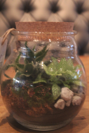 TERRARIUM 90129  H 19CM