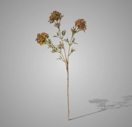Bouvardia Stem Brown 70 cm G2012-HL