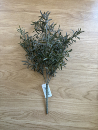 Rosemary Bush 35cm