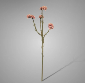 Statice Ant. Pink 64 cm 2991APK6
