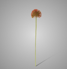 Allium Autumn Perfect Red Grande 75 cm 89B-RED