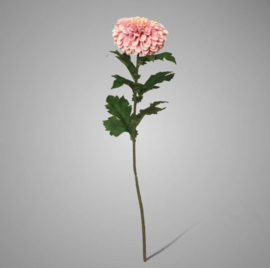 Chrysanthemum Spring Pink 75 cm 1840APK41