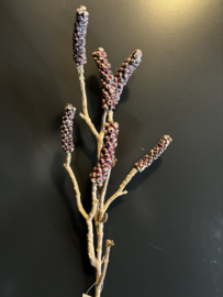 American Speckled Alder 60cm