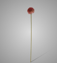 Allium Autumn Perfect Dark Pink 75 cm 89A-DKPK