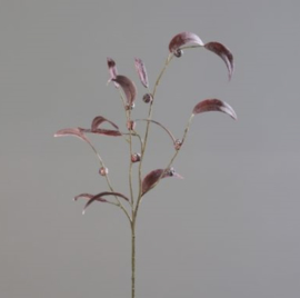 EUCALYPTUS-INFRUCTESCENCE, 74 CM  BURGUNDY