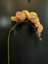 Orchidee 70cm hoog