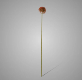 Allium Autumn Perfect Red 75 cm 89A-RED