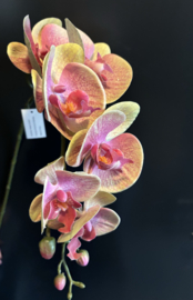 Orchidee 70cm hoog