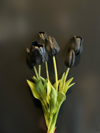 Tulp Black 45cm