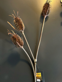 Distel PTMD 90cm