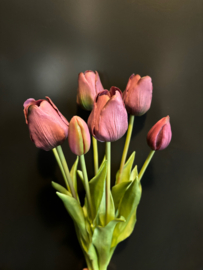 Tulp Old Mauve 45cm