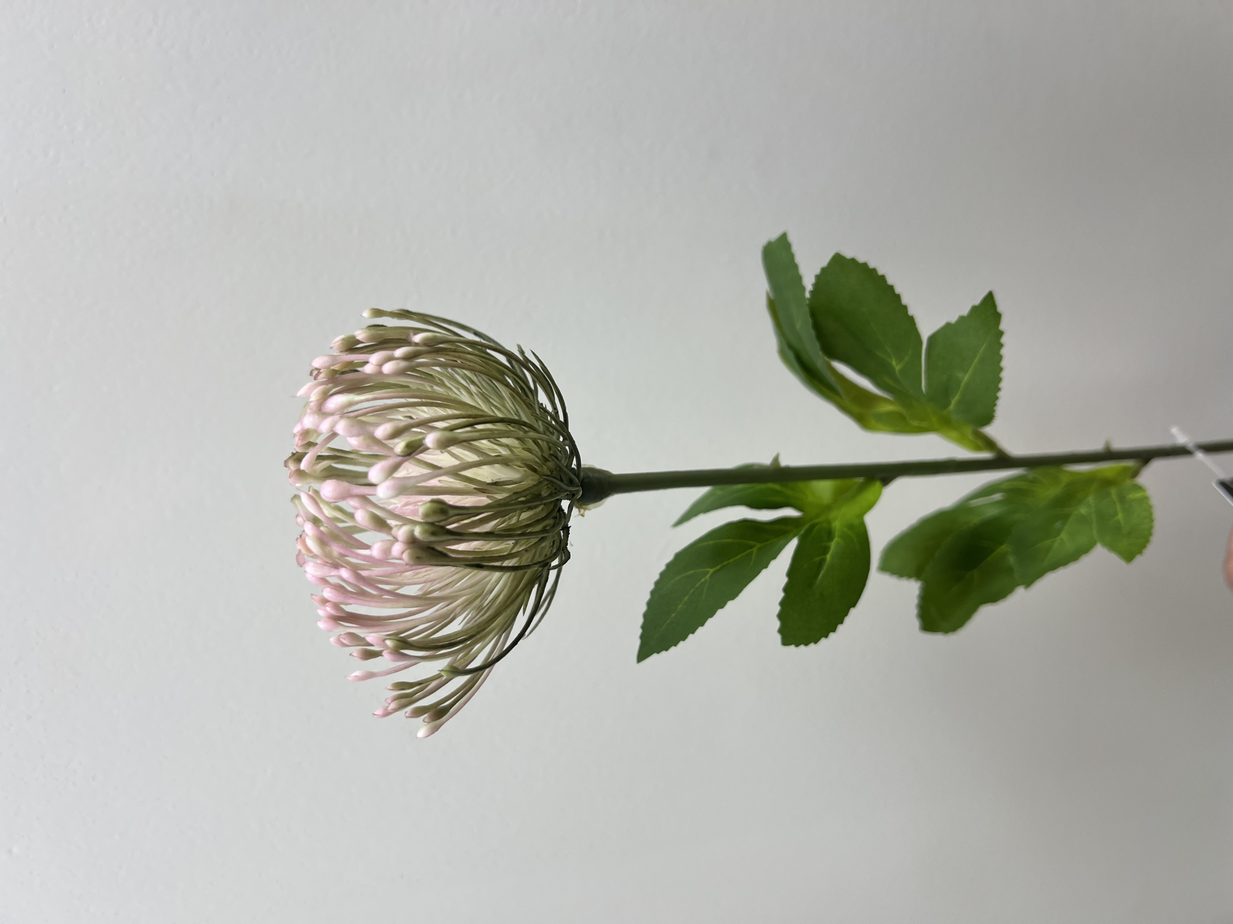 Flower Leucospermum Dark Green / Burgundy 80cm