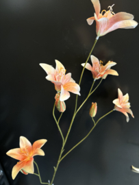 Day Lily Orange