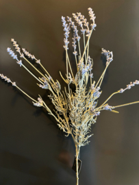 English lavender 63cm