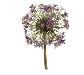 ALLIUM 103 CM, LILA