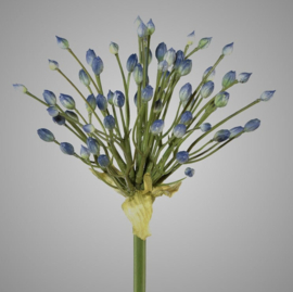 Allium, 70 cm, flieder