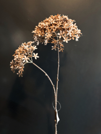 Gutierrezia Brown 75cm