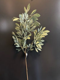 Leucothoe Stem Grey 62cm