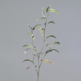 EUCALYPTUS-INFRUCTESCENCE, 100 CM, GREEN