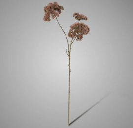 Sedum Purple 74 cm 2815BPU24