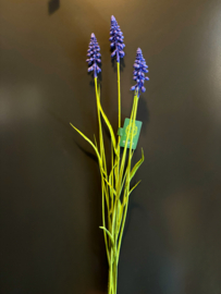 grape hyacinth blue/purple 72cm