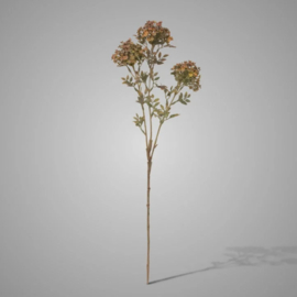 Bouvardia Stem Grey 70 cm G2012-QH