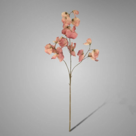 Lathyrus Spring Pink 73 cm 1724PK2594