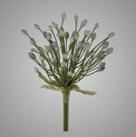 Allium, 70 cm, flieder